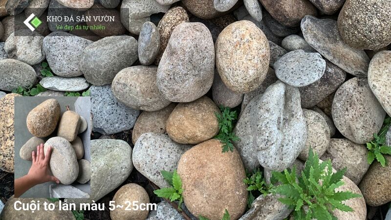 Cuội to lẫn màu Cuội to lẫn màu